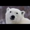 a_cool_bear